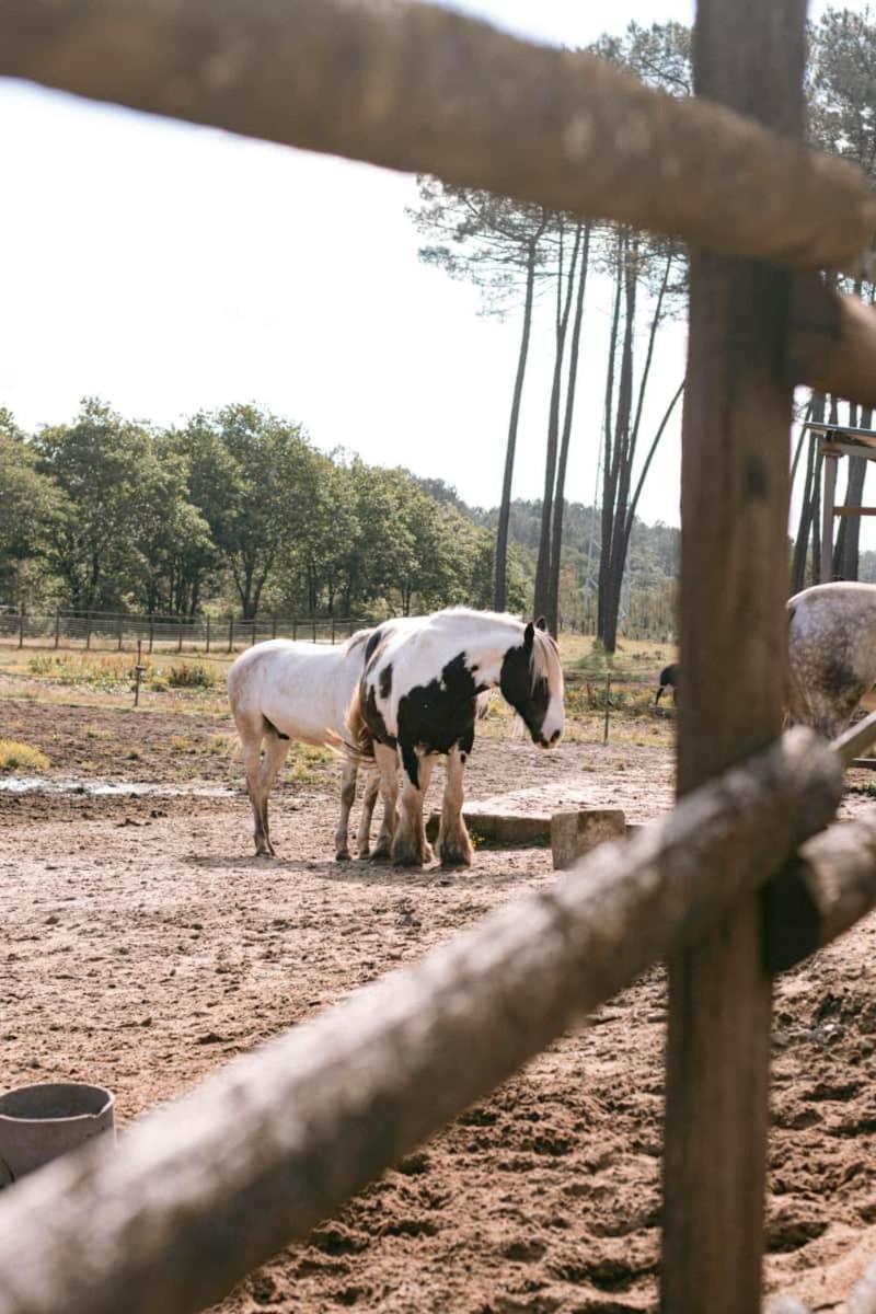 Roulottes Cocooning Au Coeur Des Landes Otel Mées Dış mekan fotoğraf